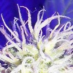 10- Seguimiento de marihuana mini SCROG semanas 3-4-5-6