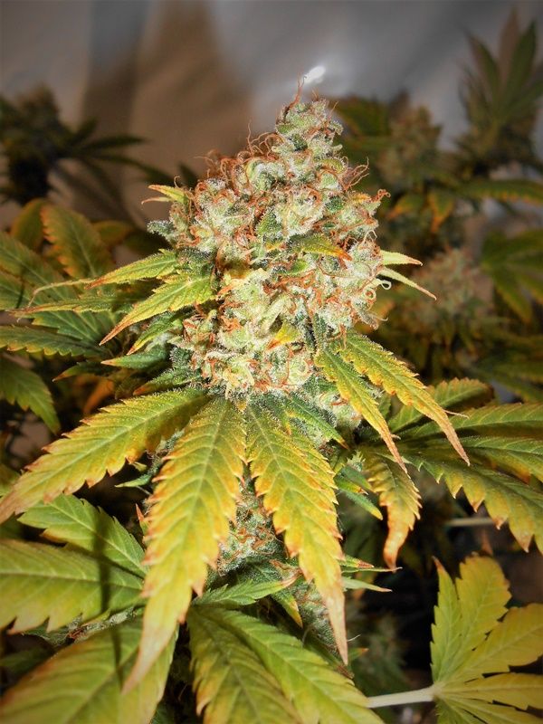 cultivo marihuana scrog led 3