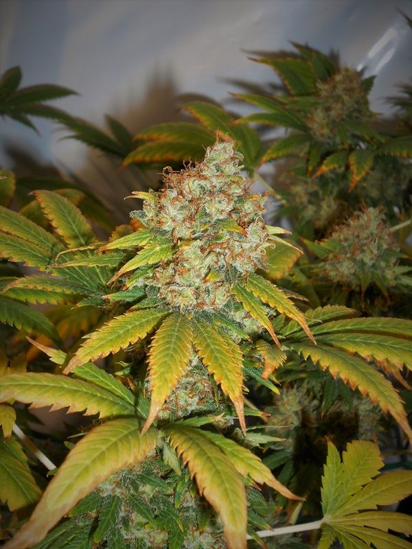 cultivo marihuana scrog led 2