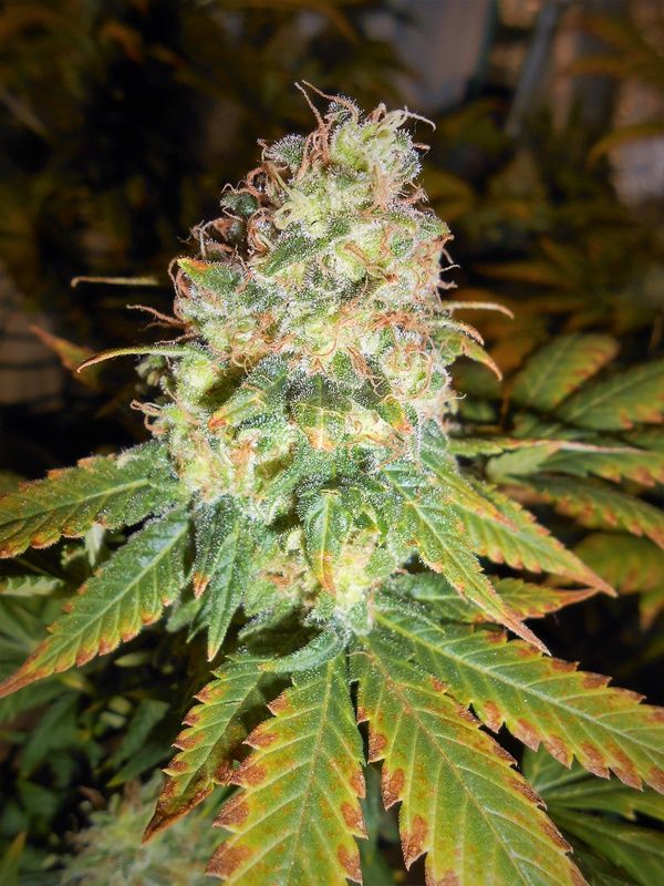 cultivo marihuana scrog led 4