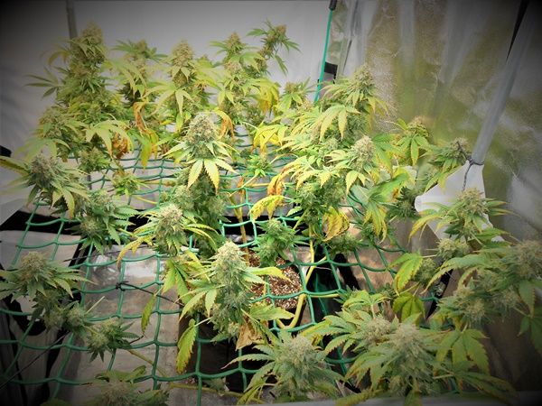 cultivo marihuana scrog led 1