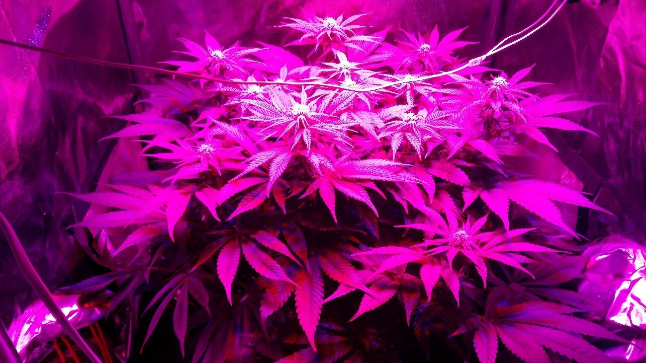 Cultivo de marihuana bajo consumo indoor Black DOG 4