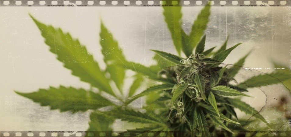 8 documentales de marihuana que tienes que ver. Películas de marihuana.