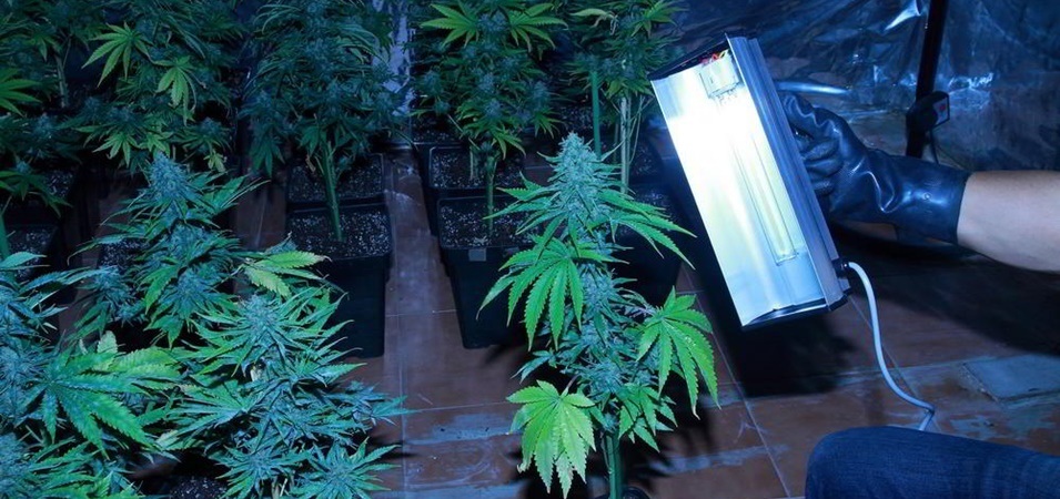 Guía cómo actuar contra el oidio en plantas de marihuana paso a paso. Como prevenir los hongos en las plantas de marihuana.