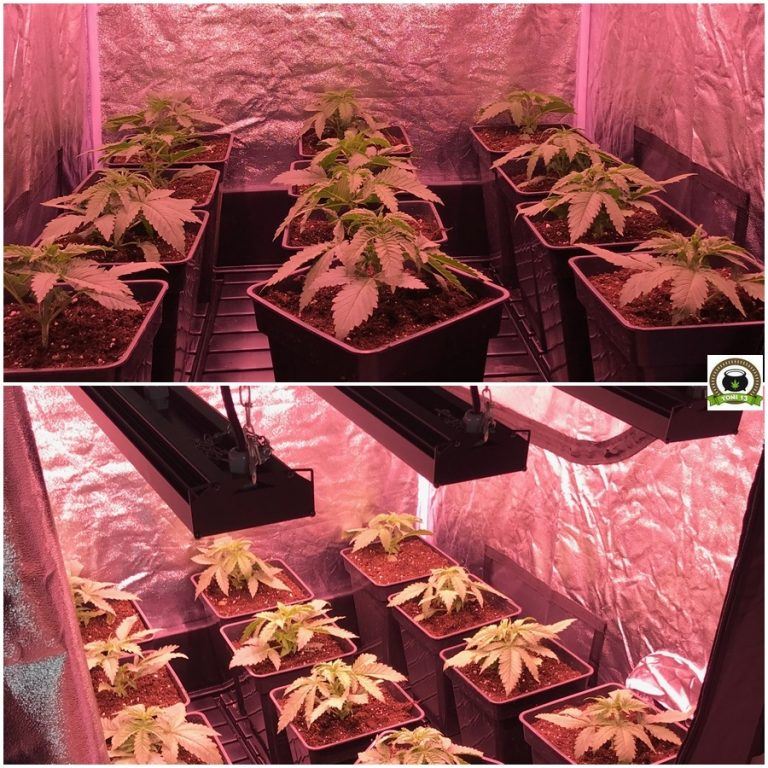 El crecimiento de marihuana mas rápido realizado por toni13 Led Kappa