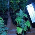 Cómo actuar contra el oidio en plantas de marihuana paso a paso