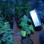 Cómo actuar contra el oidio en plantas de marihuana paso a paso