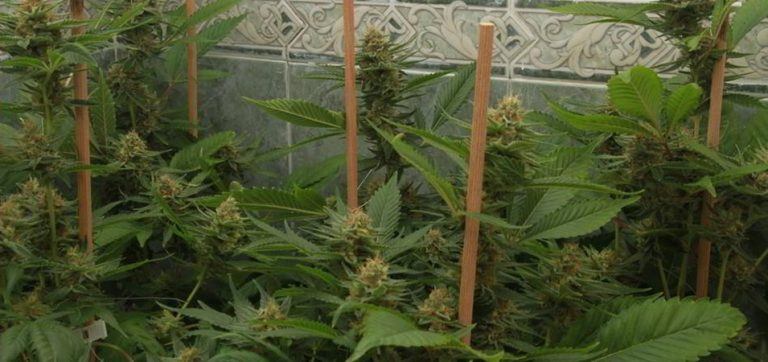 Cómo Plantar Marihuana Guía Completa De Cultivo De Marihuana 8180