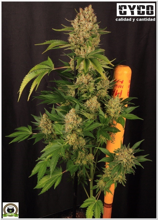 Luminaria LEC 315 vatios Selecta I SOLUX  cultivo marihuana interior cannabis