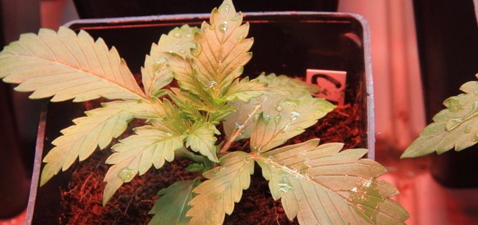 Cómo cultivar variedades autoflorecientes de marihuana en exterior e interior.