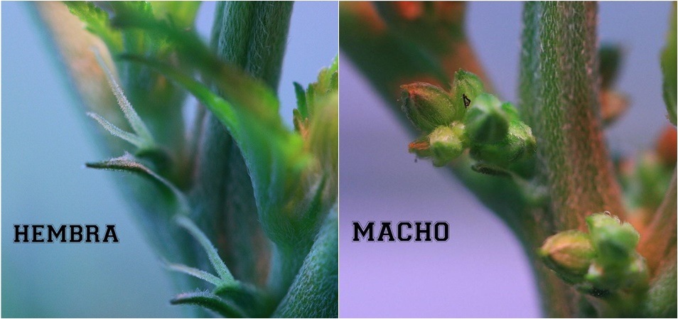 Cómo diferenciar una planta de marihuana macho de una planta hembra.