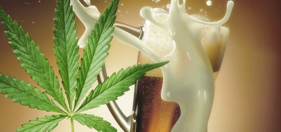 Cómo elaborar cerveza con marihuana o cerveza con cannabis casera.