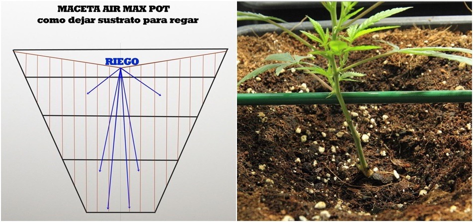 Cómo regar con maceta radicular plantas de marihuana. Maceta Air Max Pot.