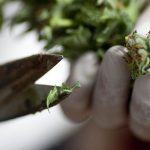 ¿Por qué la Marihuana…? Historias, anécdotas y curiosidades del Cannabis