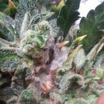 Oruga en cultivos de marihuana