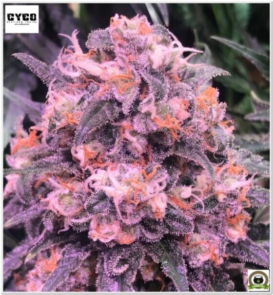 cogollo cannabis marihuana cyco solux