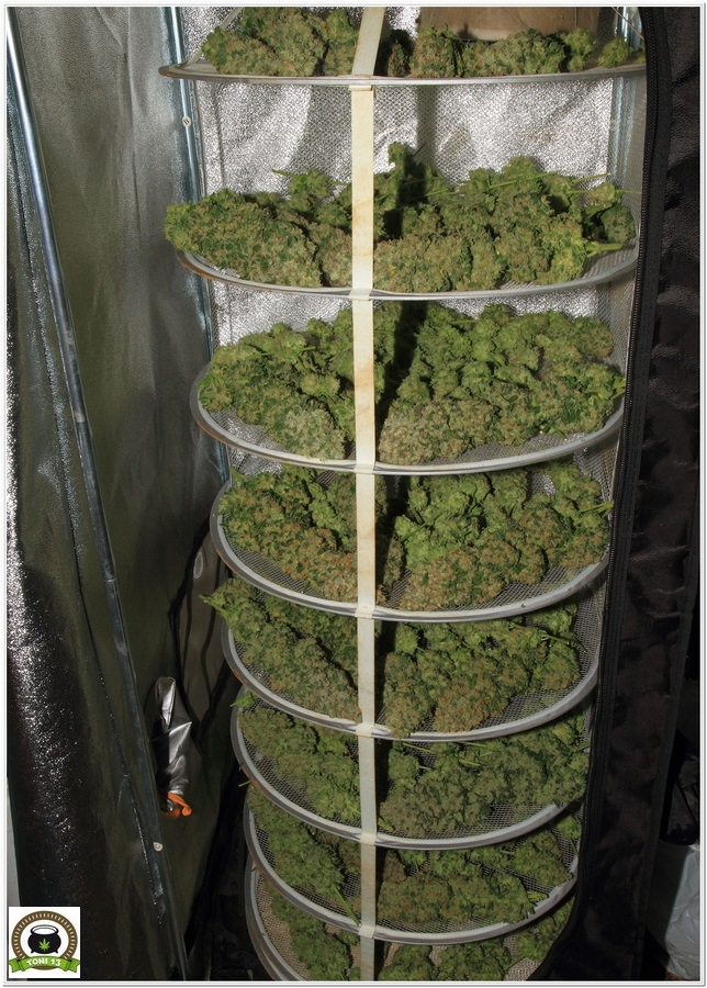 secadero marihuana interior produccion maxima