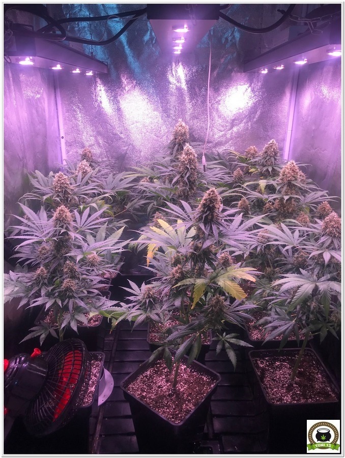Solux, luminarias para el cultivo de cannabis-6