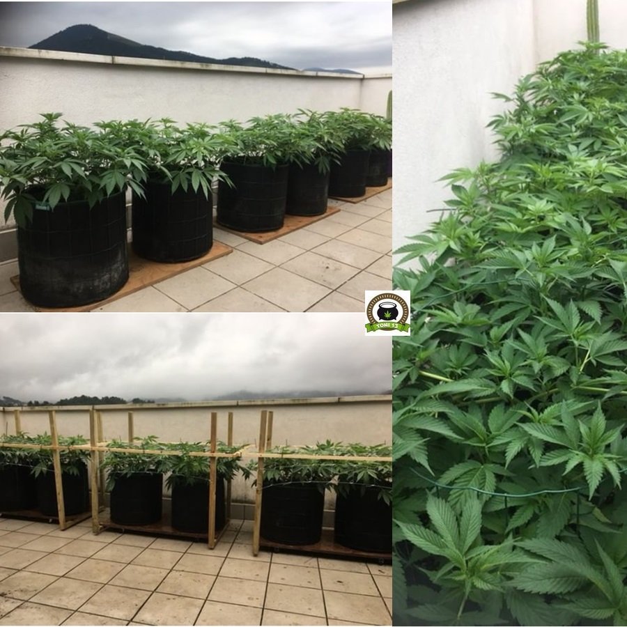 Cultivo SCROG de marihuana en terraza 1