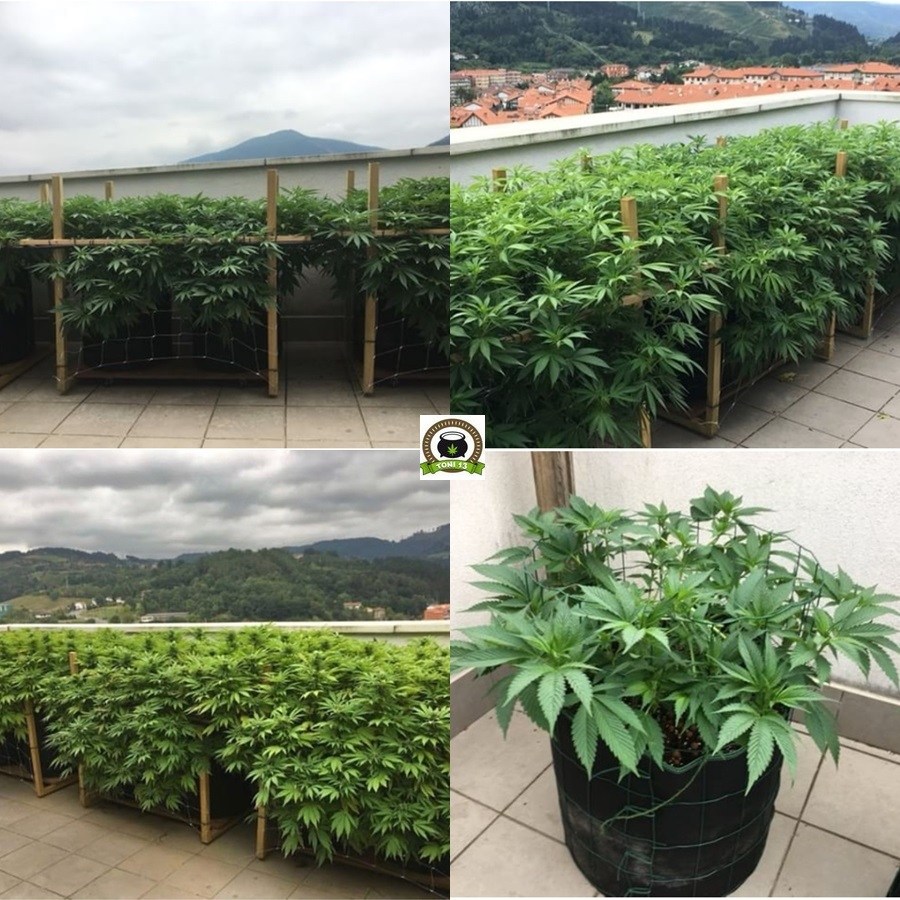 Cultivo SCROG de marihuana en terraza 3