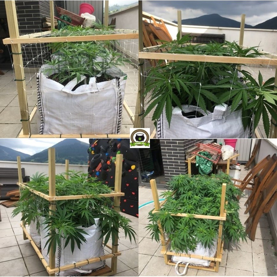 Cultivo SCROG de marihuana en terraza 5