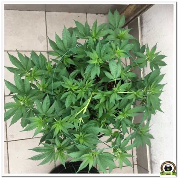 Cultivo SCROG de marihuana en terraza 4