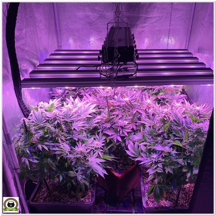 LED Vega Solux cultivo marihuana cannabis interior opinion