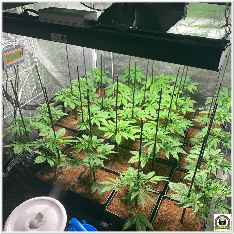 fase crecimiento plantas de marihuana armario interior cyco solux led lec 2