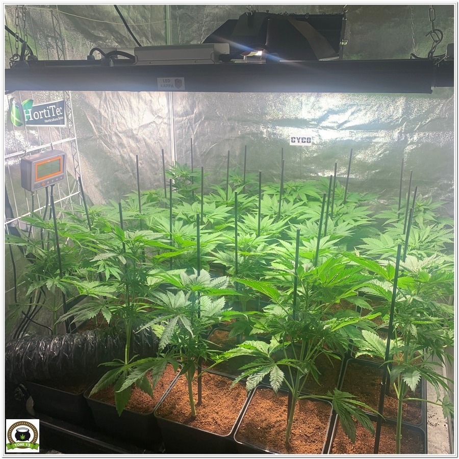 tercera semana floracion cultivo marihuana interior