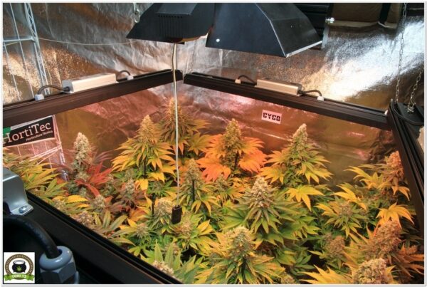Cultivandomedicina y Barney´s Farm-1
