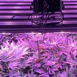Solux, luminarias para el cultivo de cannabis