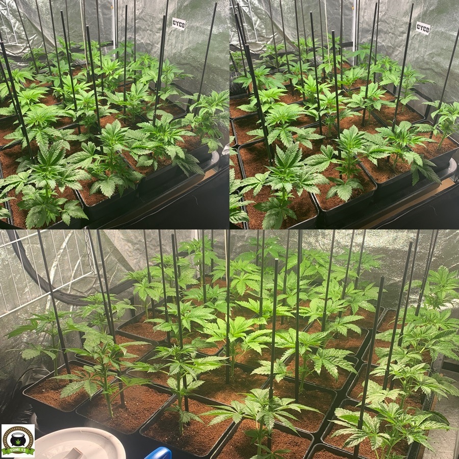 fase crecimiento plantas de marihuana armario interior cyco solux led lec