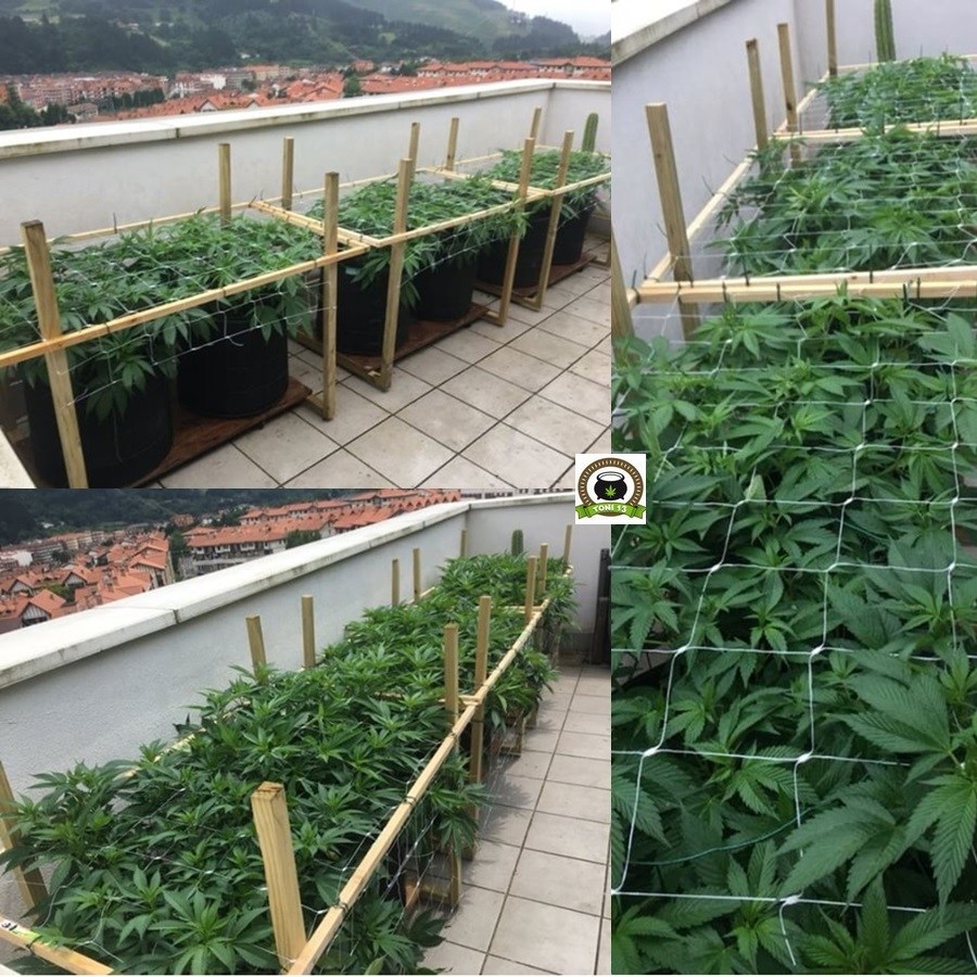 Cultivo SCROG de marihuana en terraza 2