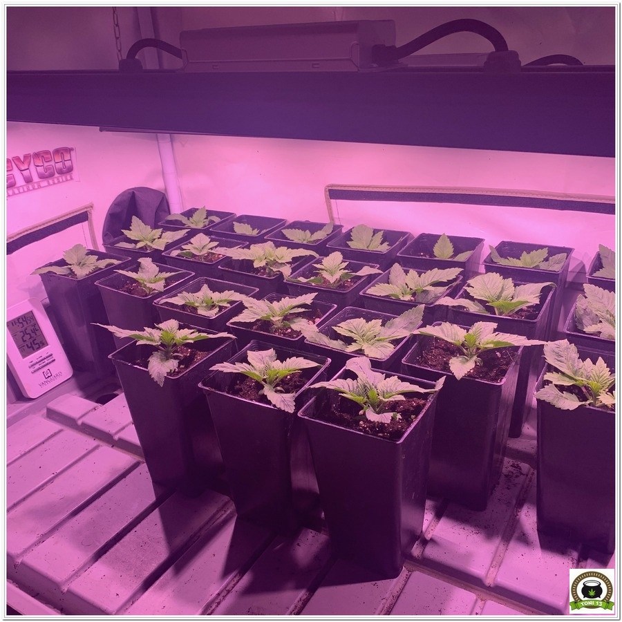 plantulas marihuana femicopia led crecimiento