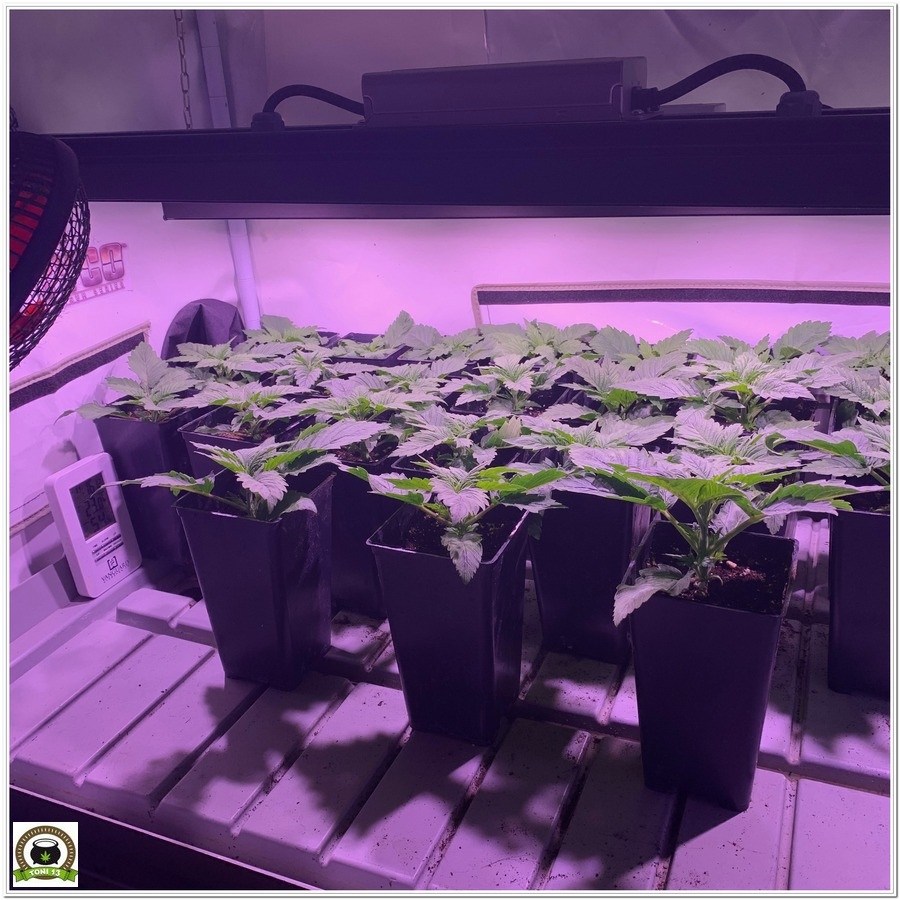 plantas cannabis crecimiento led