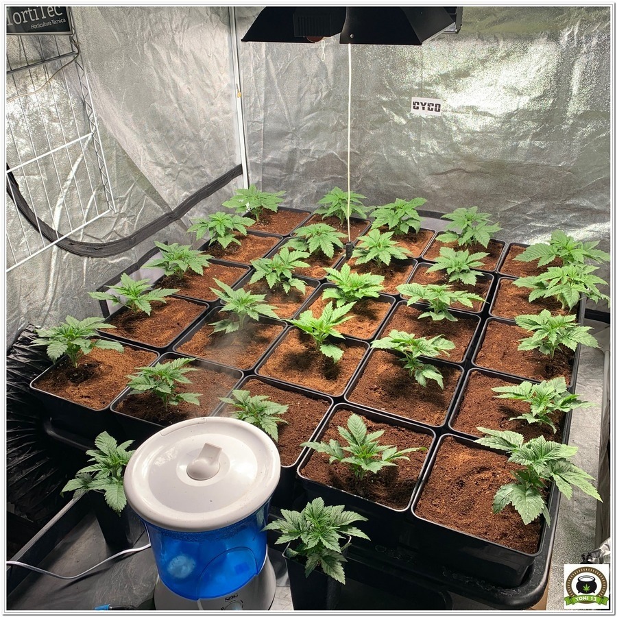 cuarto de cultivo de marihuana en crecimiento 18 6 con humidificador lec led