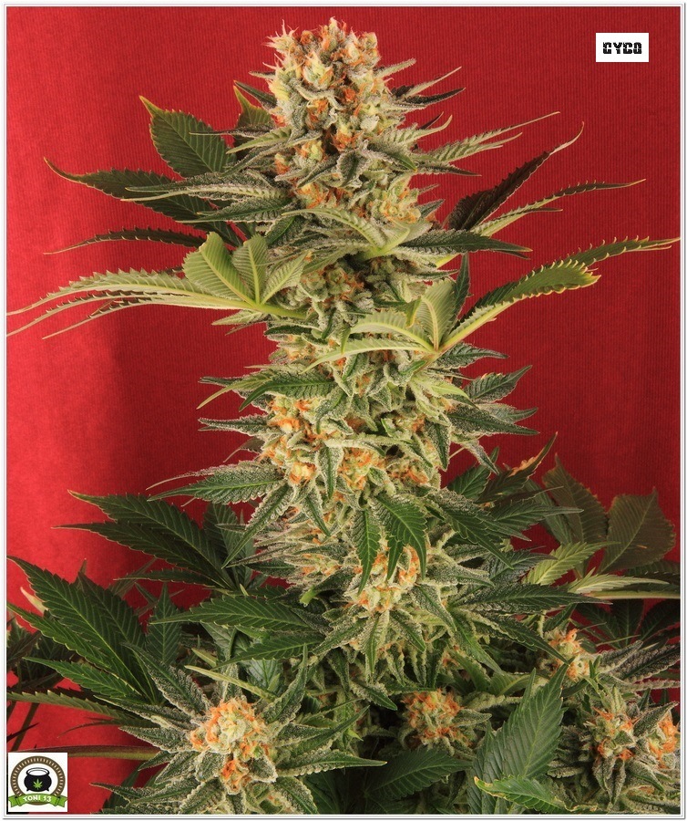planta marihuana cultivada LEC selecta Solux