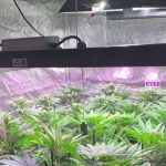 7- Con toda la artillería: Lec+Led Solux, CO2, S.O.G y coco en 2 m2