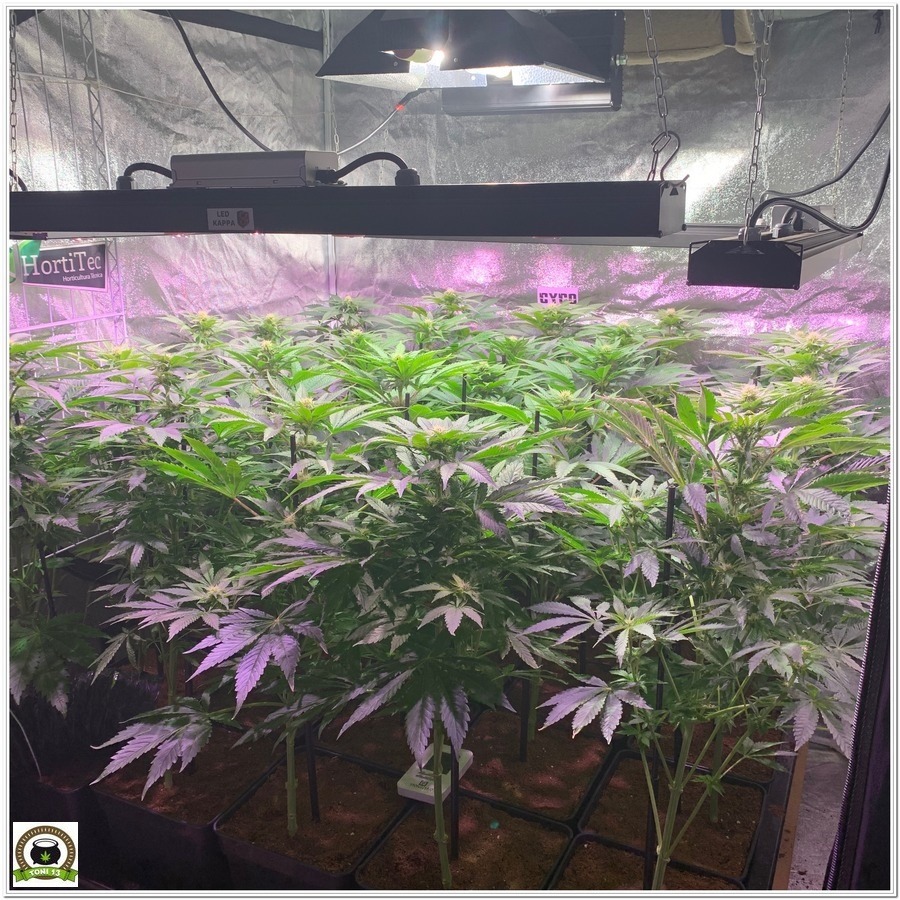 cultivo indoor marihuana led lec cyco solux kappa selecta