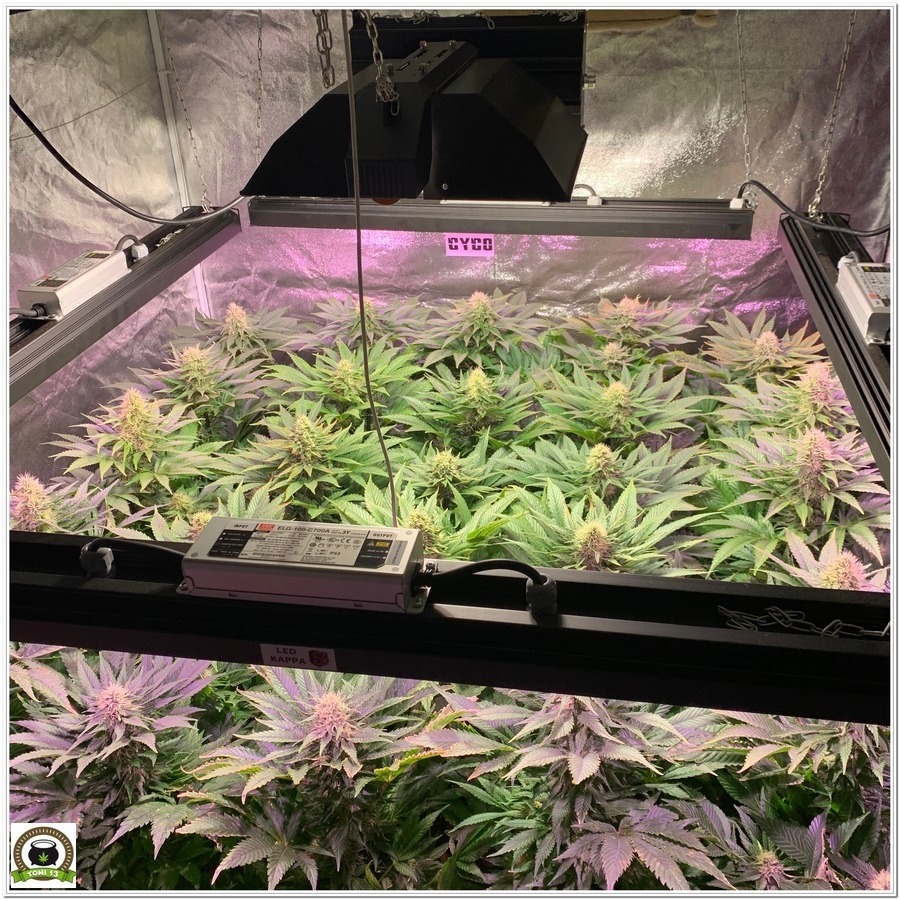 LEC LED cultivo marihuana indoor