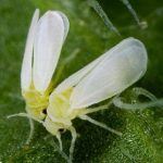 Mosca blanca en plantas de marihuana – Eliminarla sin perder el tiempo