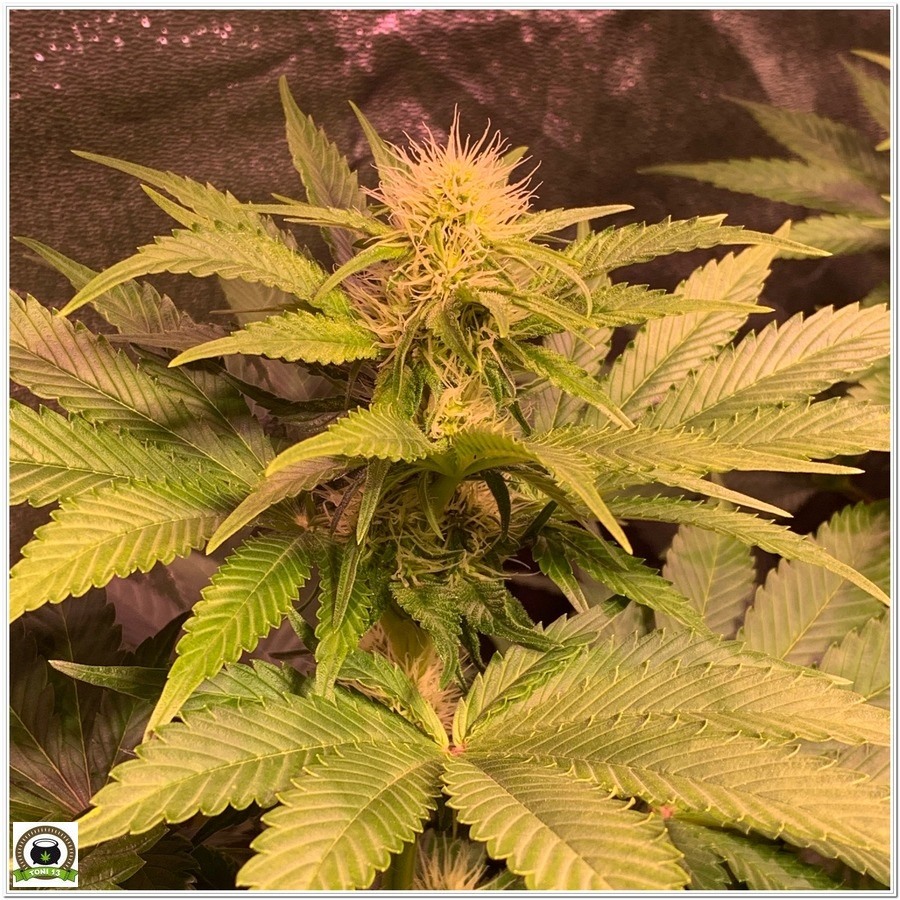 planta de marihuana cultivo indoor floracion 5 semana