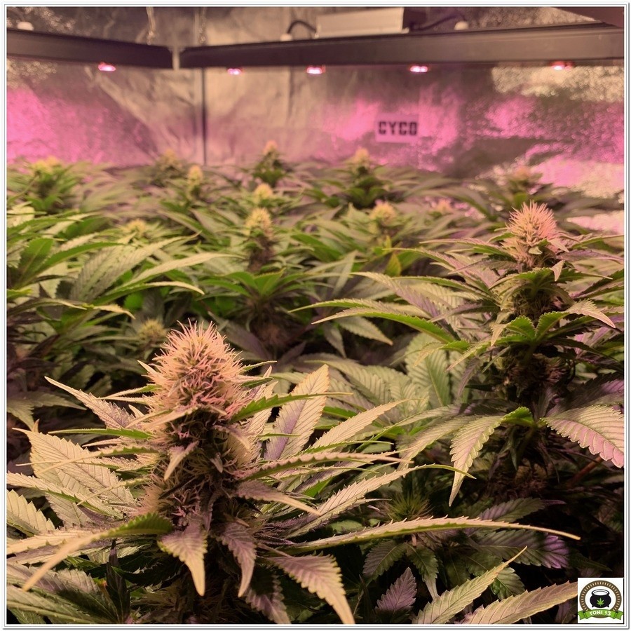 SOG cultivo indoor armario grande cannabis