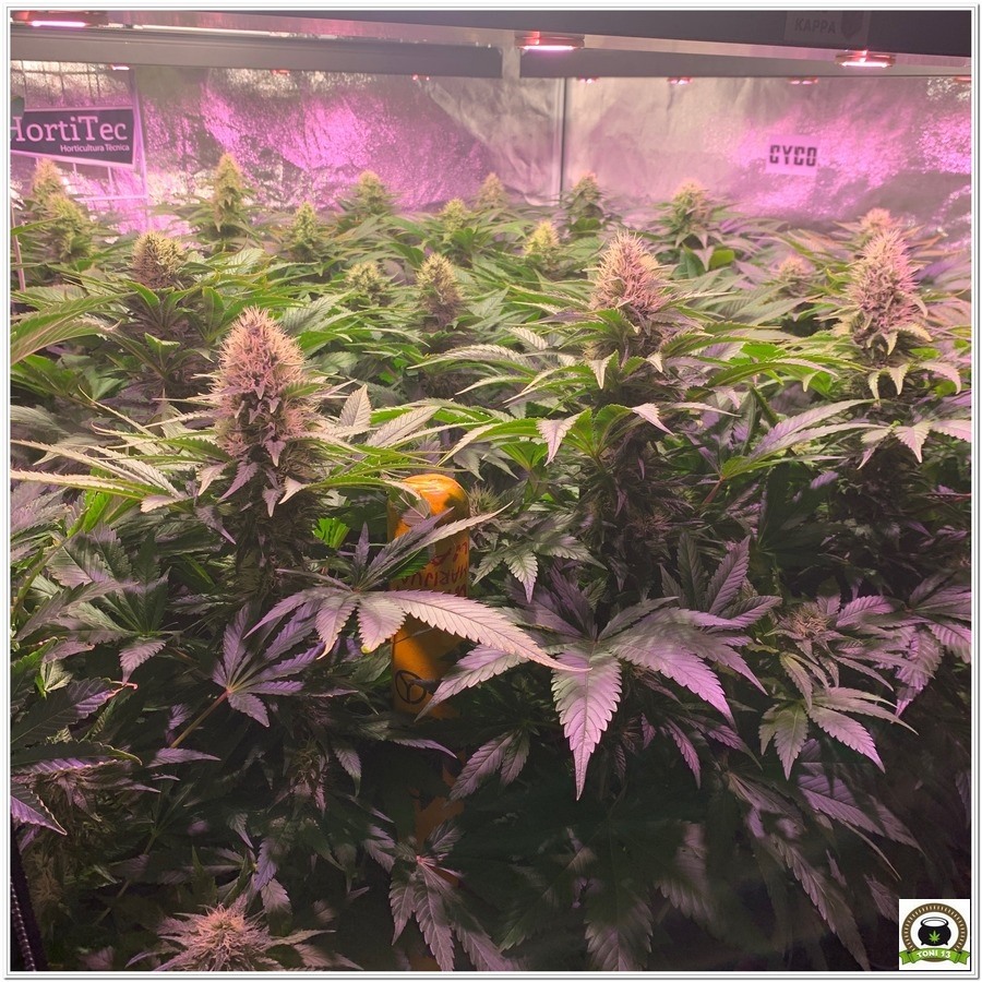 seguimiento de marihuana LEC+LED cultivo indoor