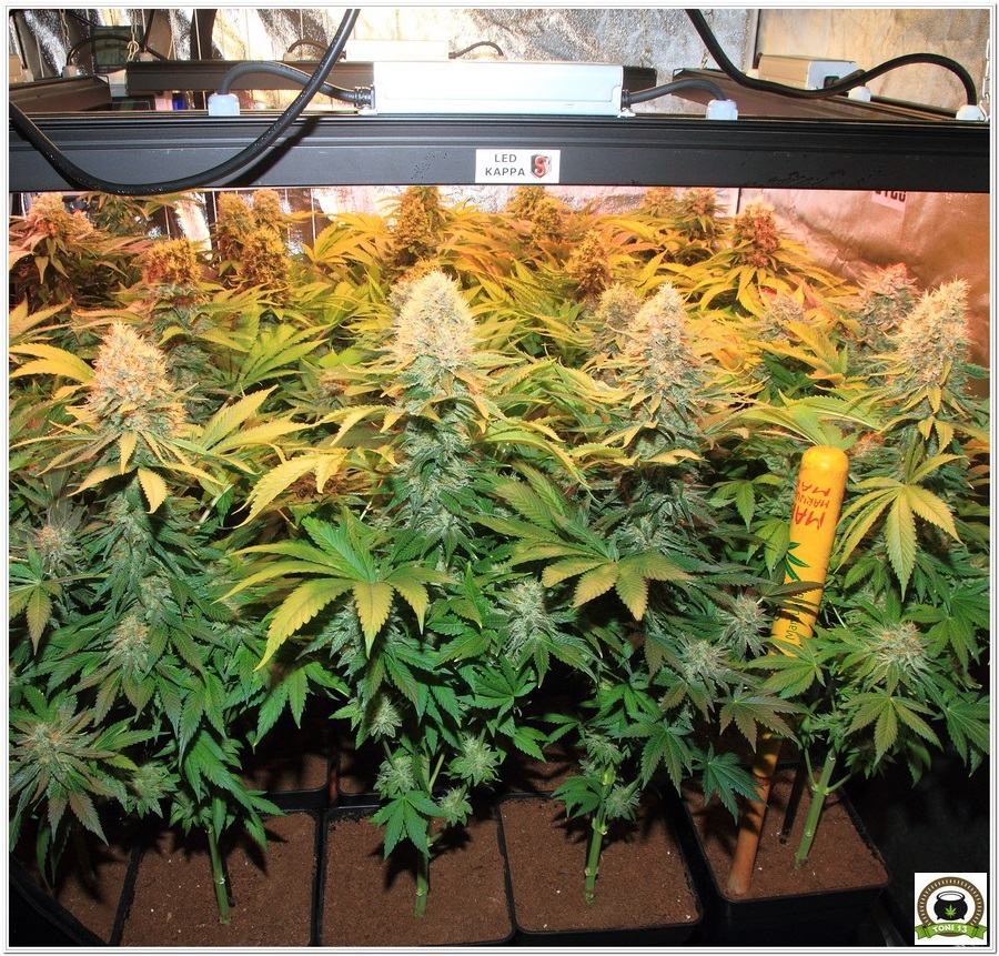 cultivo interior marihuana dos metros LED LEC 4