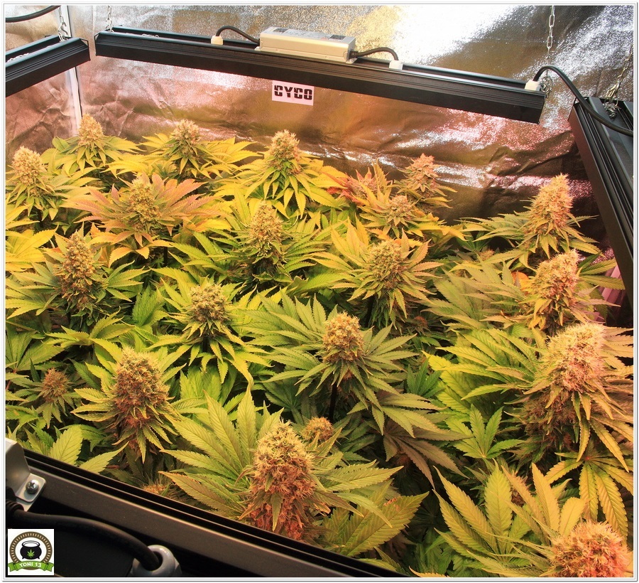 cultivo indoor marihuana led lec dos metros cuadrados 5