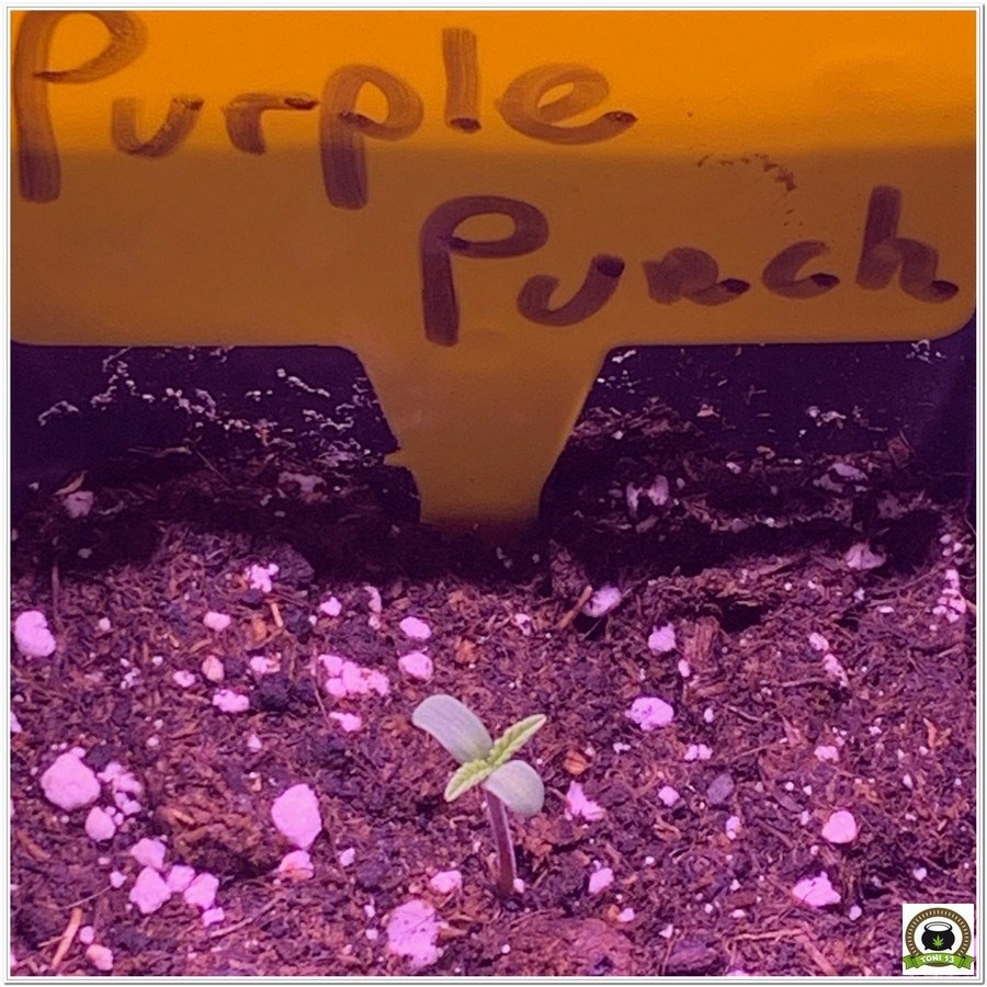 semilla purple punch crecimiento de marihuana