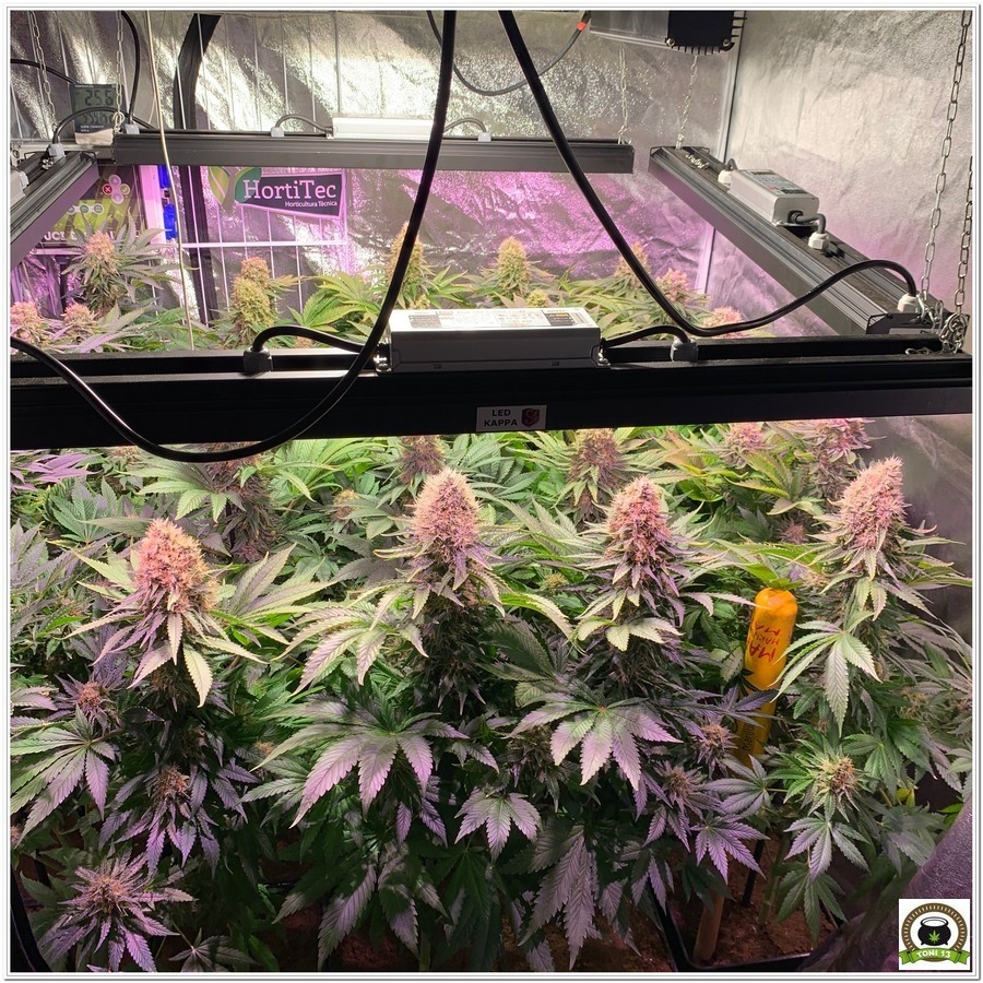 cultivo indoor marihuana led lec dos metros cuadrados 3
