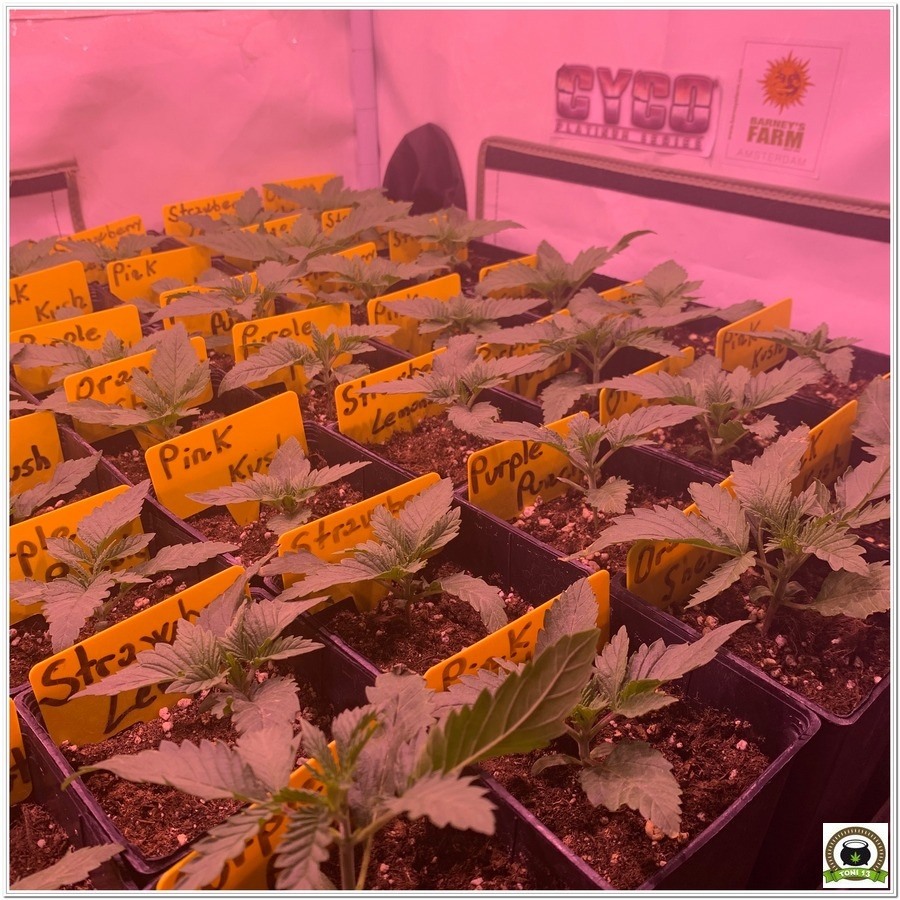 Fase de crecimiento variedades barney´s farm 2