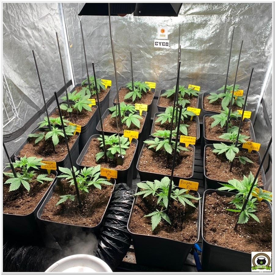 growing barneys farm cannabis medicinal 1